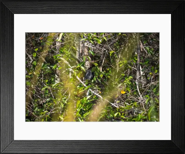 Framed Print : The Everglades National Park, Florida, United States Framed Print : The Everglades National Park, Florida, United States