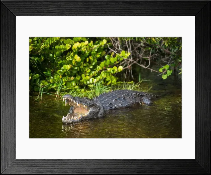 Framed Print : A Crocodile at Everglades National Park, Florida, United States Framed Print : A Crocodile at Everglades National Park, Florida, United States
