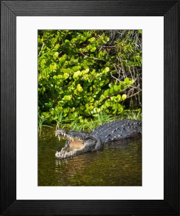 Framed Print : A Crocodile at Everglades National Park, Florida, United States Framed Print : A Crocodile at Everglades National Park, Florida, United States