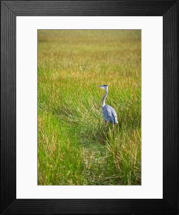 Framed Print : A Great Blue Heron Ardea herodias at Everglades National Park, Florida, United States Framed Print : A Great Blue Heron Ardea herodias at Everglades National Park, Florida, United States