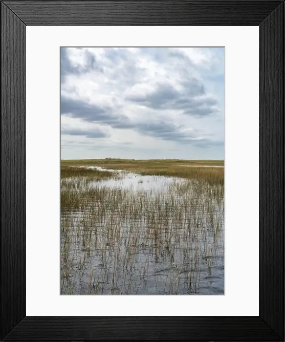 Framed Print : The Swamp land at Everglades National Park, Florida, United States Framed Print : The Swamp land at Everglades National Park, Florida, United States