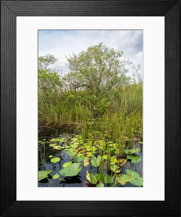 Framed Print : The Swamp land at Everglades National Park, Florida, United States Framed Print : The Swamp land at Everglades National Park, Florida, United States