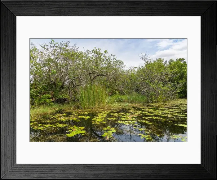 Framed Print : The Swamp land at Everglades National Park, Florida, United States Framed Print : The Swamp land at Everglades National Park, Florida, United States