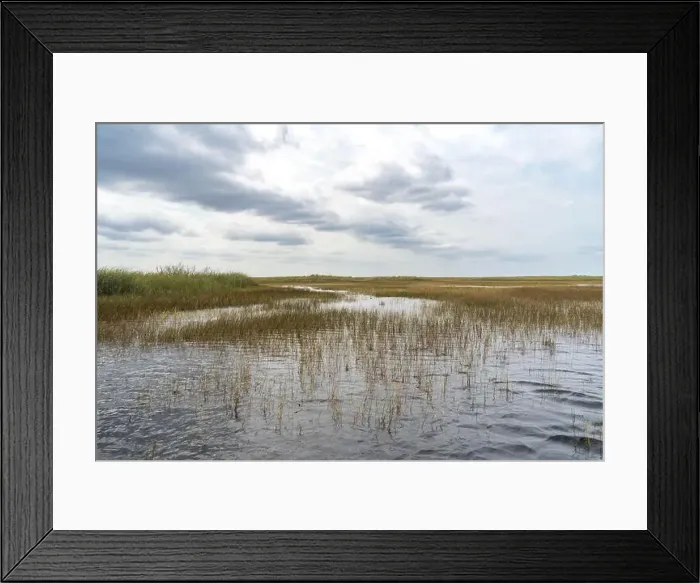 Framed Print : The Swamp land at Everglades National Park, Florida, United States Framed Print : The Swamp land at Everglades National Park, Florida, United States