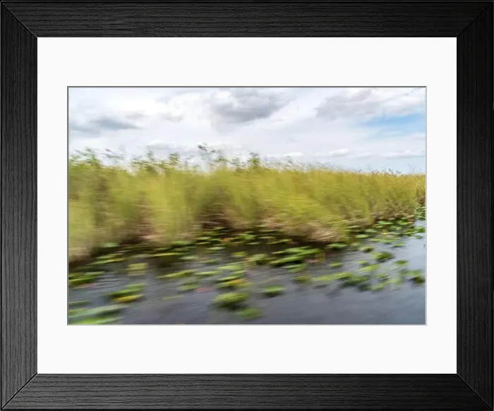 Framed Print : The Swamp land at Everglades National Park, Florida, United States