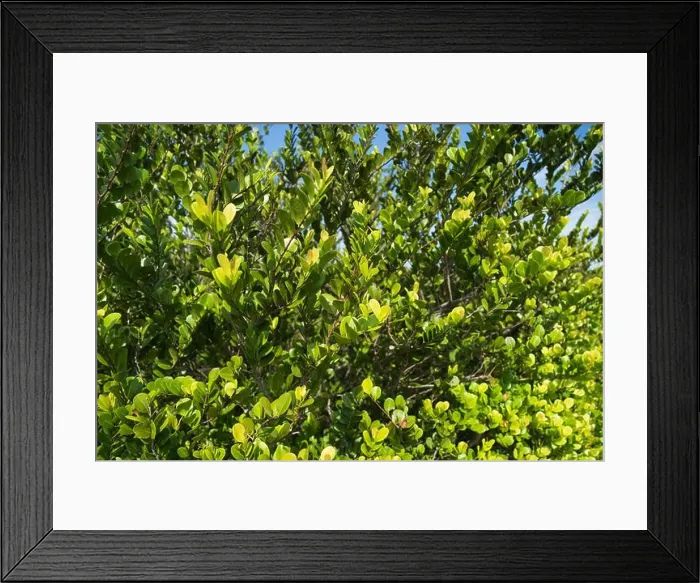Framed Print : The Swamp land at Everglades National Park, Florida, United States Framed Print : The Swamp land at Everglades National Park, Florida, United States