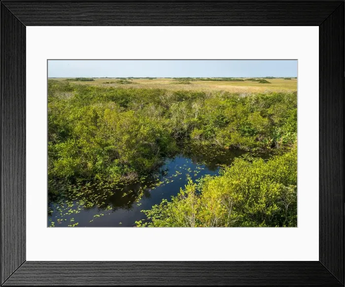 Framed Print : The Swamp land at Everglades National Park, Florida, United States Framed Print : The Swamp land at Everglades National Park, Florida, United States