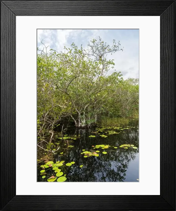 Framed Print : The Swamp land at Everglades National Park, Florida, United States Framed Print : The Swamp land at Everglades National Park, Florida, United States