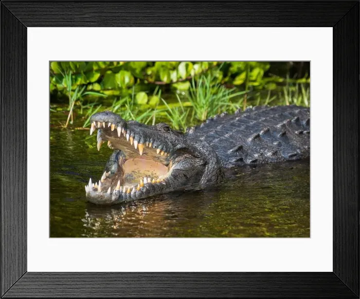Framed Print : A Crocodile at Everglades National Park, Florida, United States Framed Print : A Crocodile at Everglades National Park, Florida, United States