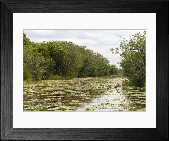 Framed Print : The Swamp land at Everglades National Park, Florida, United States Framed Print : The Swamp land at Everglades National Park, Florida, United States