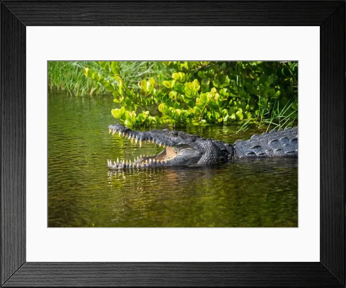 Framed Print : A Crocodile at Everglades National Park, Florida, United States Framed Print : A Crocodile at Everglades National Park, Florida, United States