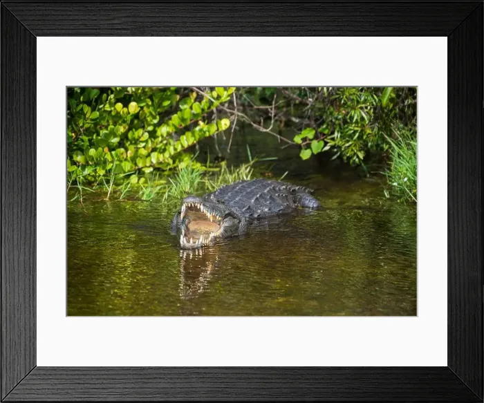 Framed Print : A Crocodile at Everglades National Park, Florida, United States Framed Print : A Crocodile at Everglades National Park, Florida, United States