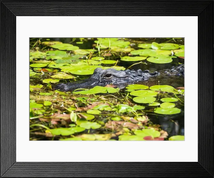 Framed Print : A Crocodile at Everglades National Park, Florida, United States Framed Print : A Crocodile at Everglades National Park, Florida, United States