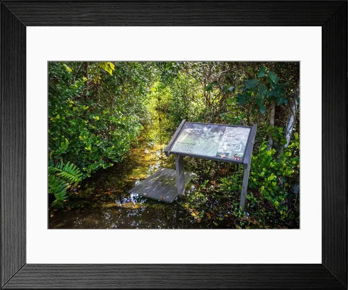 Framed Print : The Everglades National Park, Florida, United States Framed Print : The Everglades National Park, Florida, United States