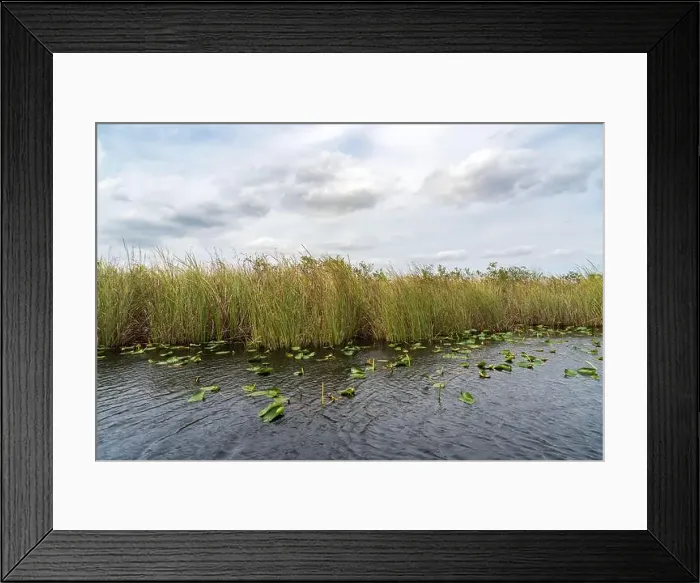 Framed Print : The Swamp land at Everglades National Park, Florida, United States Framed Print : The Swamp land at Everglades National Park, Florida, United States