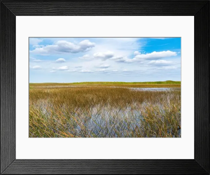 Framed Print : The Swamp land at Everglades National Park, Florida, United States Framed Print : The Swamp land at Everglades National Park, Florida, United States