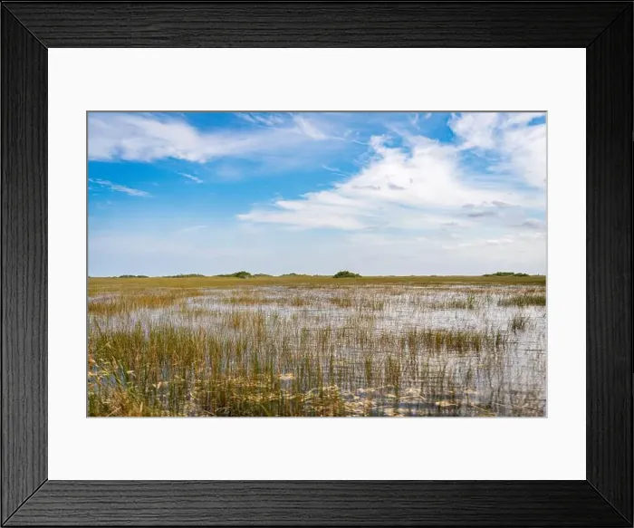 Framed Print : The Swamp land at Everglades National Park, Florida, United States Framed Print : The Swamp land at Everglades National Park, Florida, United States
