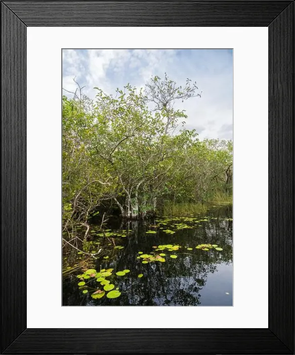 Framed Print : The Swamp land at Everglades National Park, Florida, United States Framed Print : The Swamp land at Everglades National Park, Florida, United States