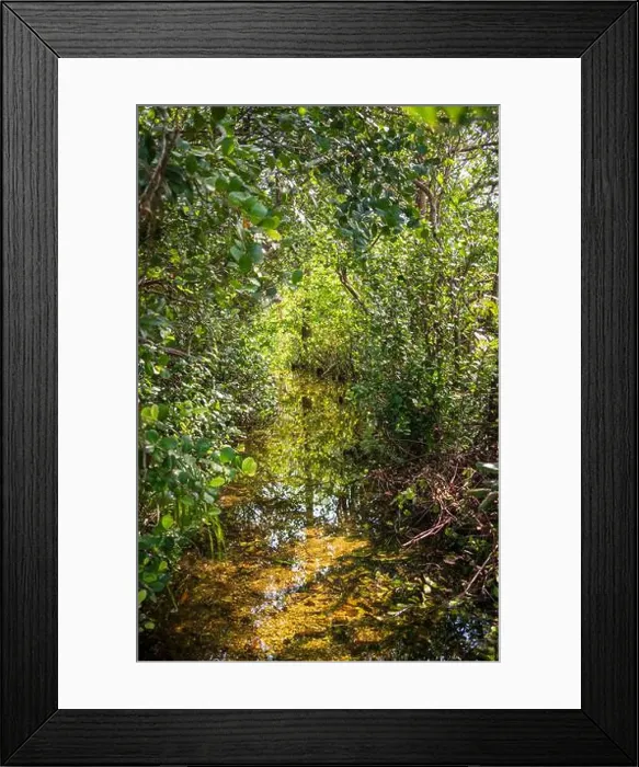 Framed Print : The Swamp land at Everglades National Park, Florida, United States Framed Print : The Swamp land at Everglades National Park, Florida, United States