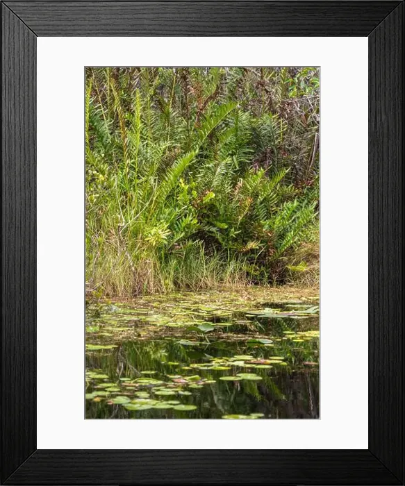 Framed Print : The Swamp land at Everglades National Park, Florida, United States Framed Print : The Swamp land at Everglades National Park, Florida, United States