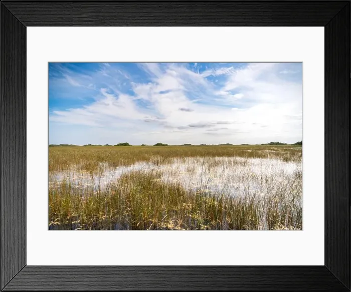 Framed Print : The Swamp land at Everglades National Park, Florida, United States Framed Print : The Swamp land at Everglades National Park, Florida, United States