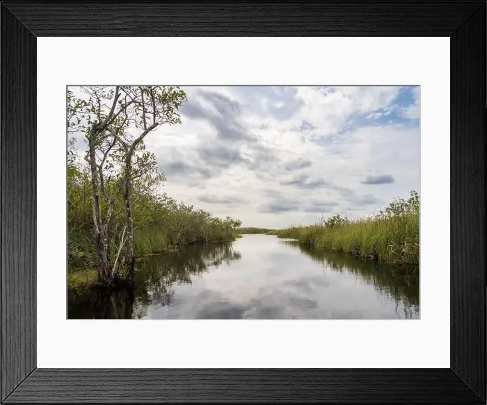 Framed Print : The Swamp land at Everglades National Park, Florida, United States Framed Print : The Swamp land at Everglades National Park, Florida, United States