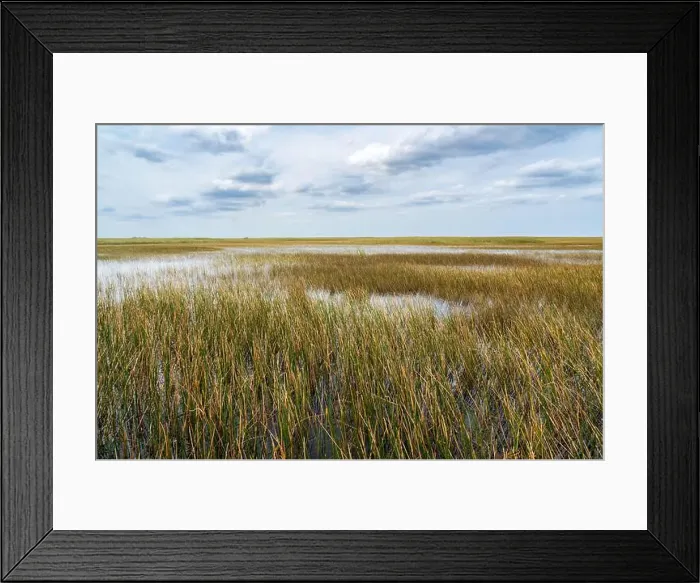 Framed Print : The Swamp land at Everglades National Park, Florida, United States Framed Print : The Swamp land at Everglades National Park, Florida, United States