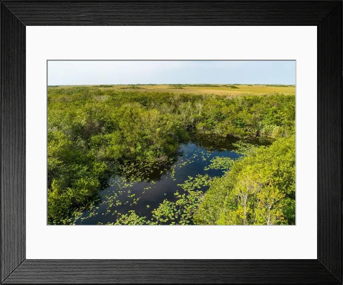 Framed Print : The Swamp land at Everglades National Park, Florida, United States Framed Print : The Swamp land at Everglades National Park, Florida, United States