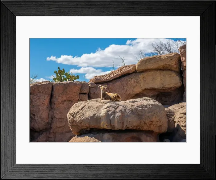 Framed Print : A Bighorn Sheep in the field of Tucson, Arizona Framed Print : A Bighorn Sheep in the field of Tucson, Arizona
