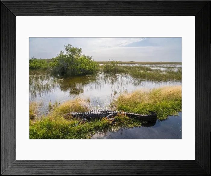Framed Print : A Crocodile at Everglades National Park, Florida, United States Framed Print : A Crocodile at Everglades National Park, Florida, United States