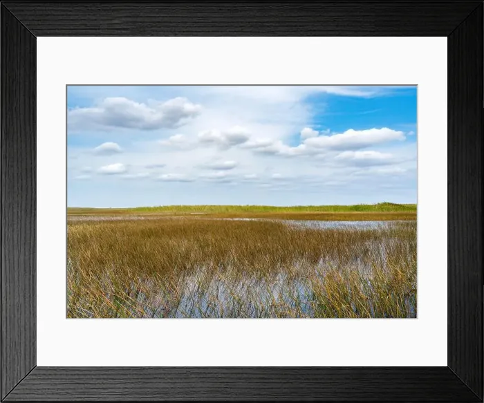Framed Print : The Swamp land at Everglades National Park, Florida, United States Framed Print : The Swamp land at Everglades National Park, Florida, United States
