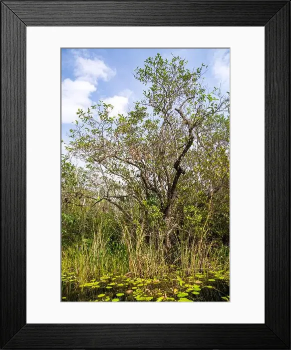 Framed Print : The Swamp land at Everglades National Park, Florida, United States Framed Print : The Swamp land at Everglades National Park, Florida, United States