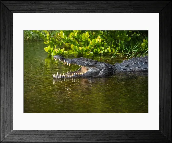 Framed Print : A Crocodile at Everglades National Park, Florida, United States Framed Print : A Crocodile at Everglades National Park, Florida, United States