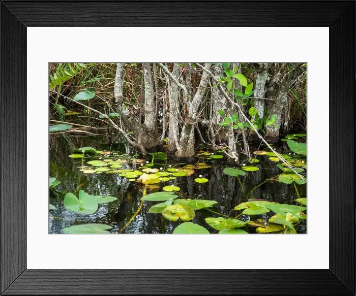 Framed Print : The Swamp land at Everglades National Park, Florida, United States Framed Print : The Swamp land at Everglades National Park, Florida, United States