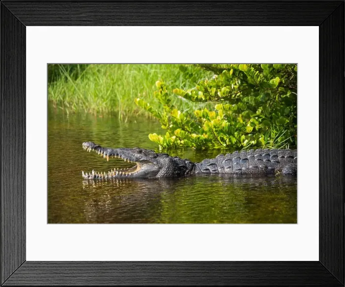 Framed Print : A Crocodile at Everglades National Park, Florida, United States Framed Print : A Crocodile at Everglades National Park, Florida, United States