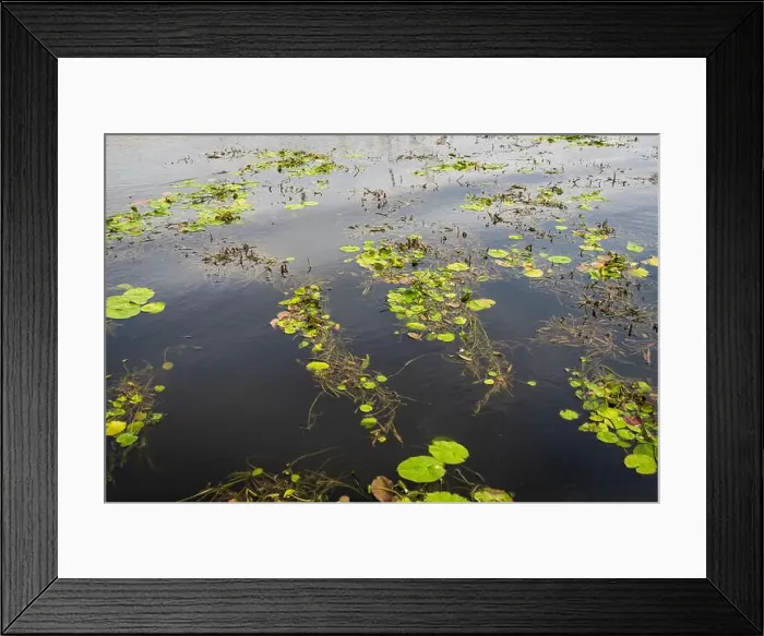 Framed Print : The Swamp land at Everglades National Park, Florida, United States Framed Print : The Swamp land at Everglades National Park, Florida, United States