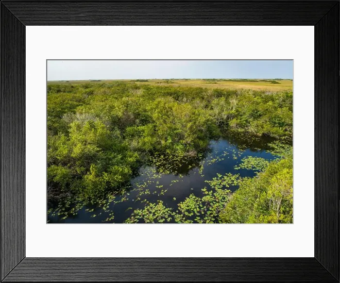 Framed Print : The Swamp land at Everglades National Park, Florida, United States Framed Print : The Swamp land at Everglades National Park, Florida, United States