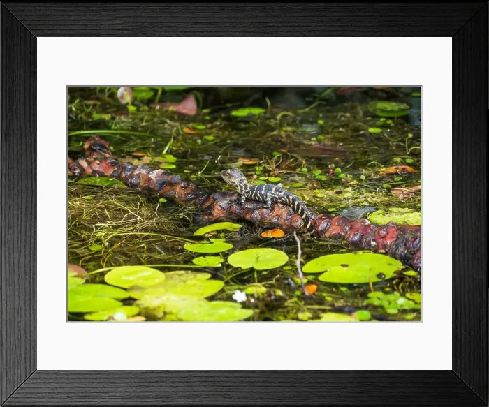 Framed Print : A Crocodile at Everglades National Park, Florida, United States Framed Print : A Crocodile at Everglades National Park, Florida, United States