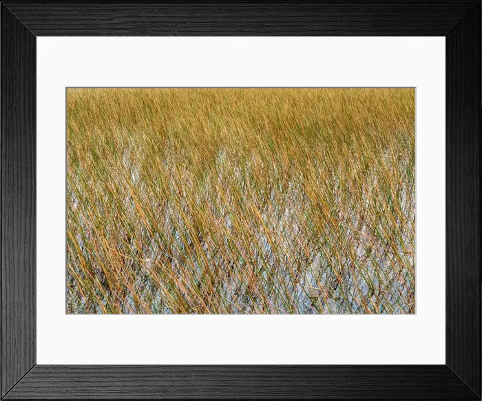 Framed Print : The Swamp land at Everglades National Park, Florida, United States Framed Print : The Swamp land at Everglades National Park, Florida, United States