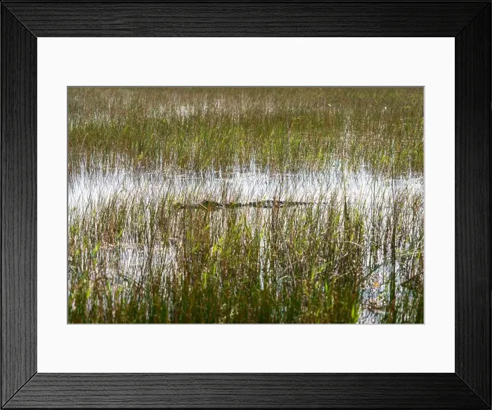 Framed Print : A Crocodile at Everglades National Park, Florida, United States Framed Print : A Crocodile at Everglades National Park, Florida, United States
