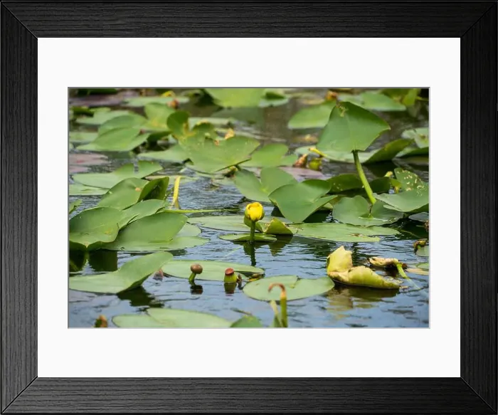 Framed Print : The Swamp land at Everglades National Park, Florida, United States Framed Print : The Swamp land at Everglades National Park, Florida, United States
