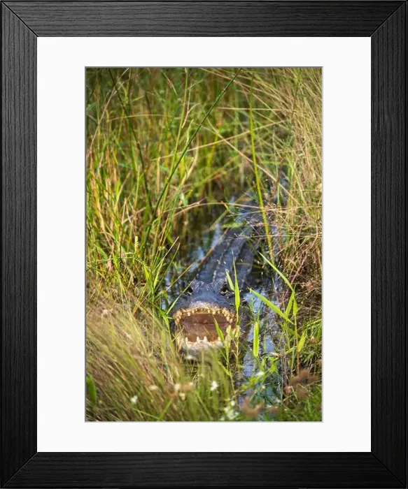 Framed Print : The Everglades National Park, Florida, United States Framed Print : The Everglades National Park, Florida, United States