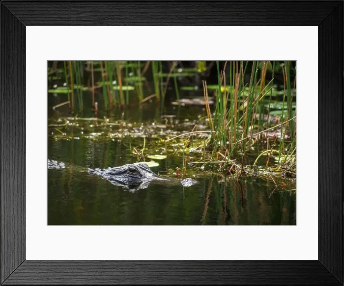 Framed Print : A Crocodile at Everglades National Park, Florida, United States Framed Print : A Crocodile at Everglades National Park, Florida, United States
