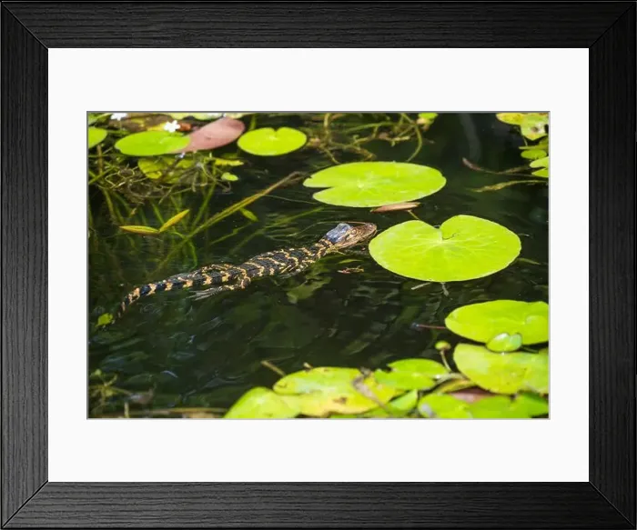 Framed Print : A Crocodile at Everglades National Park, Florida, United States Framed Print : A Crocodile at Everglades National Park, Florida, United States
