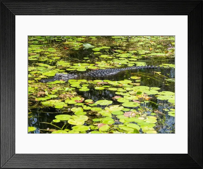 Framed Print : A Crocodile at Everglades National Park, Florida, United States Framed Print : A Crocodile at Everglades National Park, Florida, United States