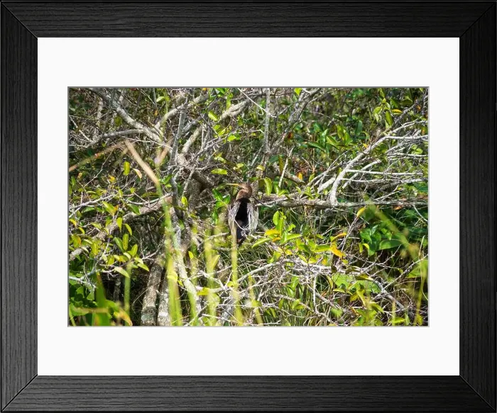 Framed Print : The Everglades National Park, Florida, United States Framed Print : The Everglades National Park, Florida, United States