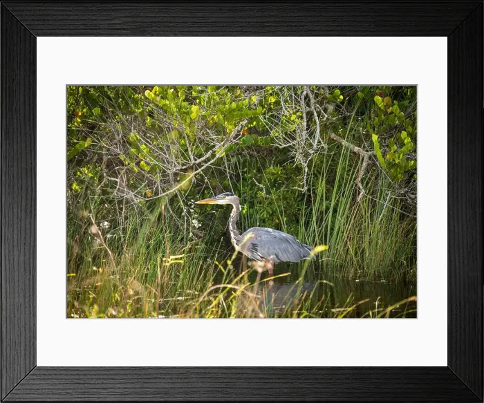 Framed Print : The Everglades National Park, Florida, United States Framed Print : The Everglades National Park, Florida, United States