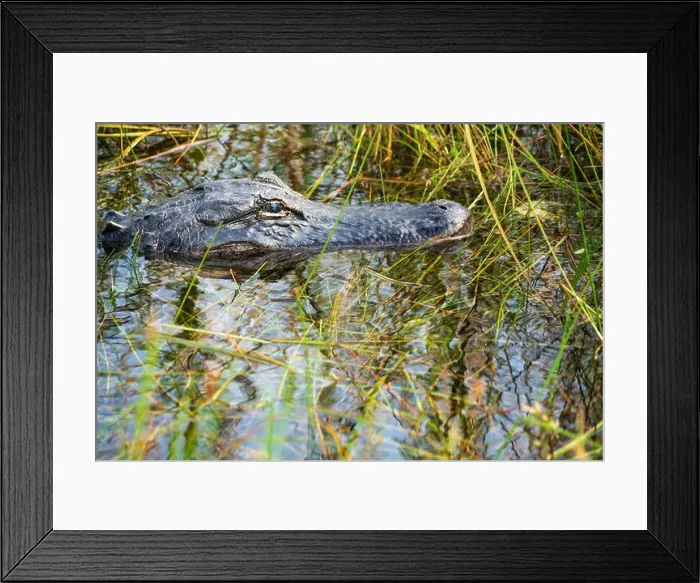 Framed Print : A Crocodile at Everglades National Park, Florida, United States Framed Print : A Crocodile at Everglades National Park, Florida, United States