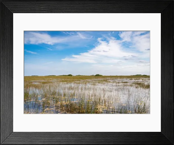 Framed Print : The Swamp land at Everglades National Park, Florida, United States Framed Print : The Swamp land at Everglades National Park, Florida, United States