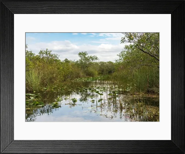 Framed Print : The Swamp land at Everglades National Park, Florida, United States Framed Print : The Swamp land at Everglades National Park, Florida, United States